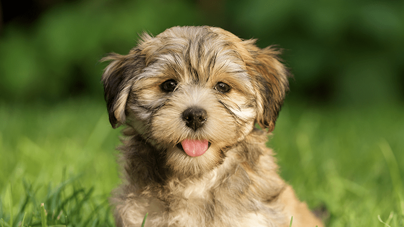 Bonnat Pets perros Bonnat Pets perros